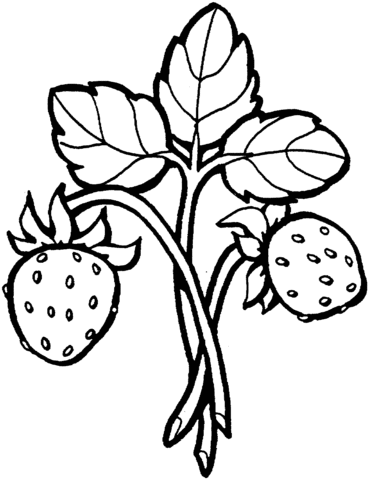 Branch Of Strawberry  Coloring Page